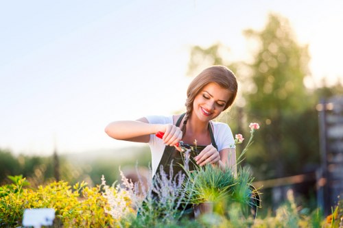 Professional hedge trimming in a Cranham garden