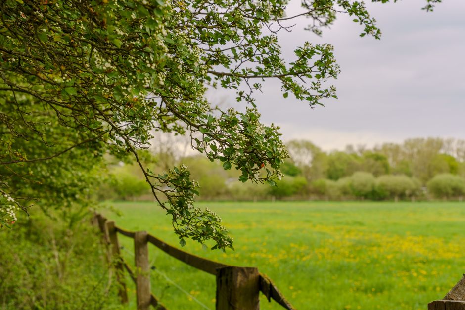 A close-up view of a blossoming tree branch with small white flowers and green leaves extending over a rural landscape. In the background, there is a grassy field dotted with yellow wildflowers, borde